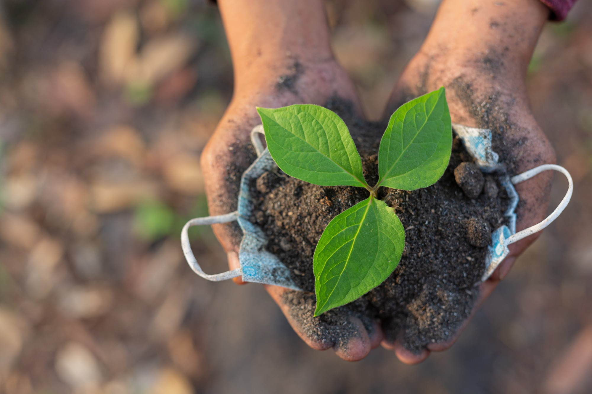 Afforestation